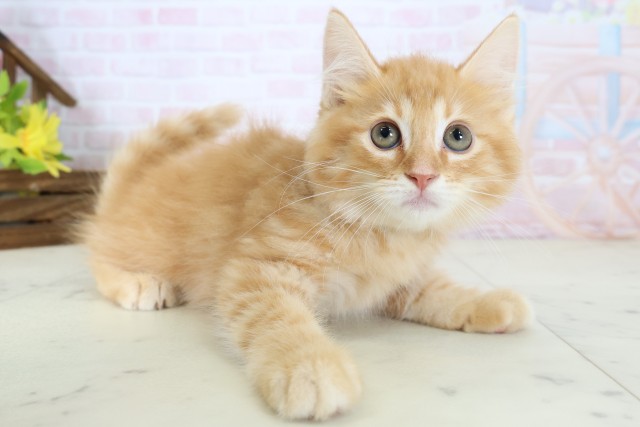 福岡県のマンチカン (Coo&RIKU小倉店/2026年6月10日生まれ/男の子/レッドタビー)の子猫の2枚目の画像