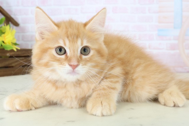 福岡県のマンチカン (Coo&RIKU小倉店/2026年6月10日生まれ/男の子/レッドタビー)の子猫の3枚目の画像