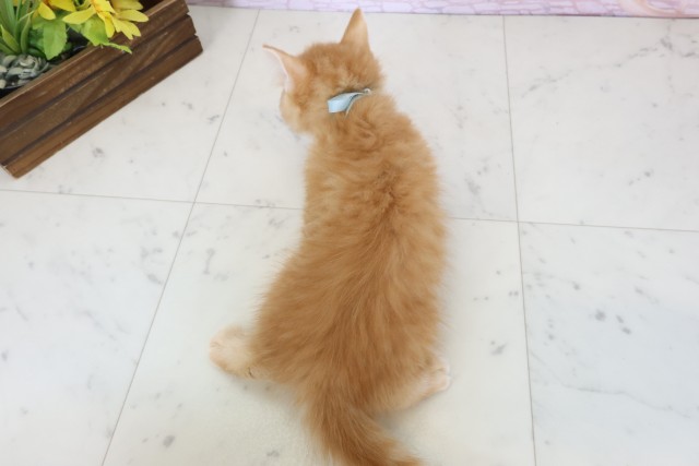 福岡県のマンチカン (Coo&RIKU小倉店/2026年6月10日生まれ/男の子/レッドタビー)の子猫の4枚目の画像