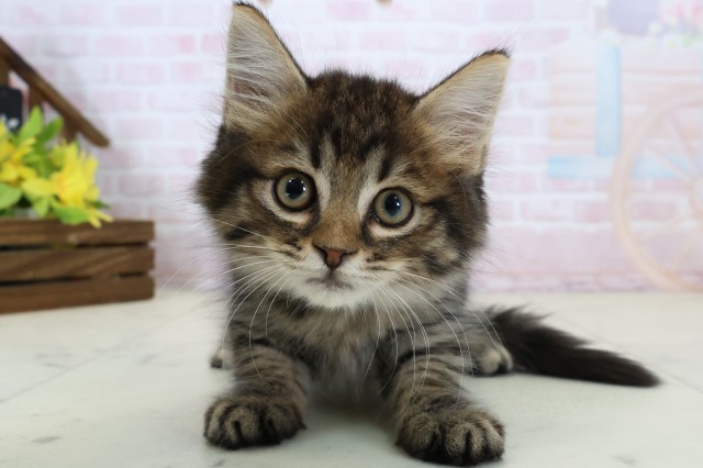 福岡県のマンチカン (Coo&RIKU大牟田店/2026年6月15日生まれ/男の子/ブラウンタビー)の子猫の1枚目の画像