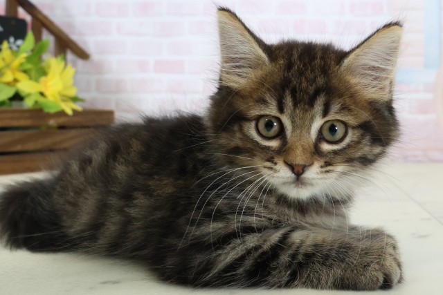 福岡県のマンチカン (Coo&RIKU大牟田店/2026年6月15日生まれ/男の子/ブラウンタビー)の子猫の2枚目の画像