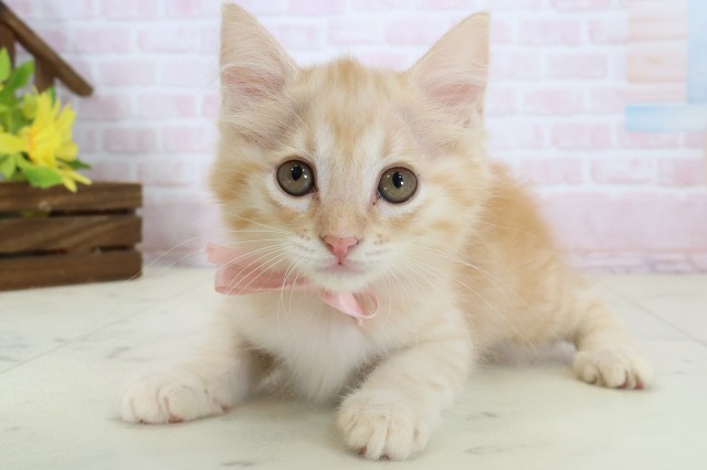福岡県のマンチカン (Coo&RIKU福岡東店/2026年6月15日生まれ/女の子/レッドタビー)の子猫の1枚目の画像