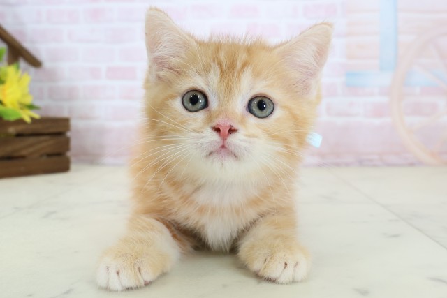山口県のフォールデックス (Coo&RIKUシーモール下関店/2026年6月15日生まれ/男の子/レッドタビー)の子猫の1枚目の画像