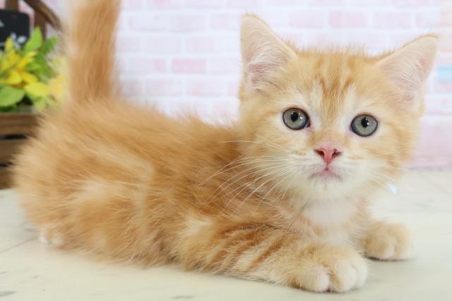 山口県のフォールデックス (Coo&RIKUシーモール下関店/2026年6月15日生まれ/男の子/レッドタビー)の子猫の2枚目の画像