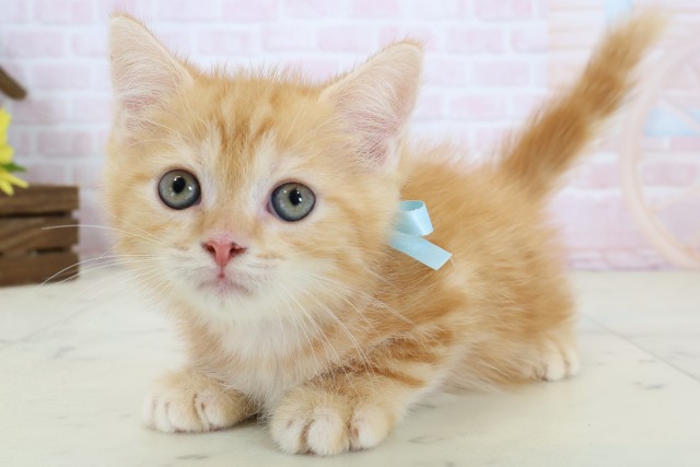 山口県のフォールデックス (Coo&RIKUシーモール下関店/2026年6月15日生まれ/男の子/レッドタビー)の子猫の3枚目の画像