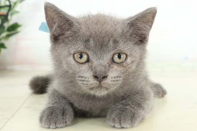 大分県のブリティッシュショートヘアー (Coo&RIKU大分店/2026年6月15日生まれ/男の子/ブルー)の子猫の1枚目の画像