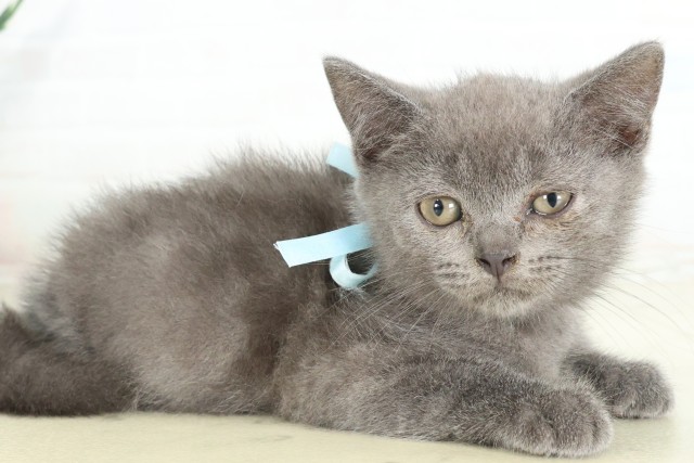 大分県のブリティッシュショートヘアー (Coo&RIKU大分店/2026年6月15日生まれ/男の子/ブルー)の子猫の2枚目の画像