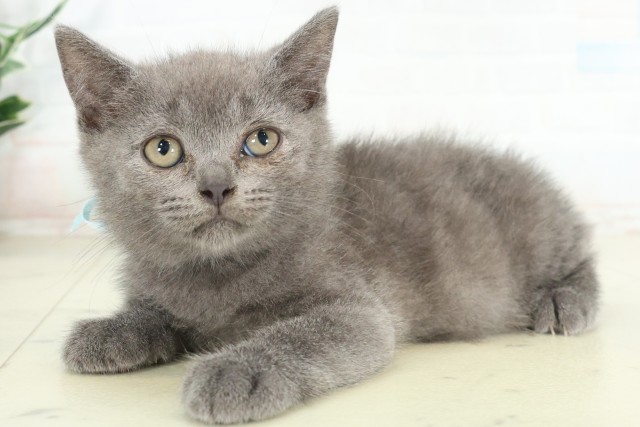 大分県のブリティッシュショートヘアー (Coo&RIKU大分店/2026年6月15日生まれ/男の子/ブルー)の子猫の3枚目の画像