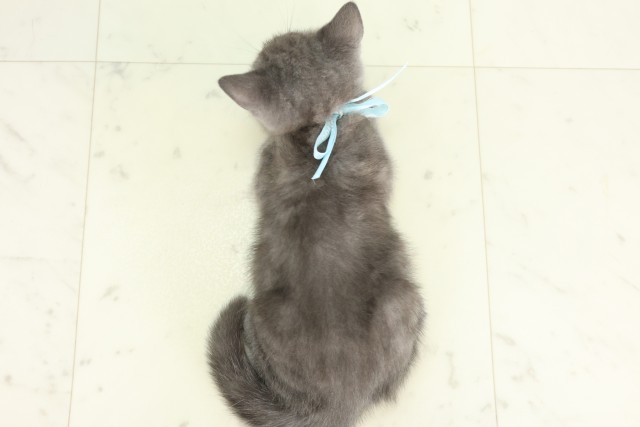 大分県のブリティッシュショートヘアー (Coo&RIKU大分店/2026年6月15日生まれ/男の子/ブルー)の子猫の4枚目の画像