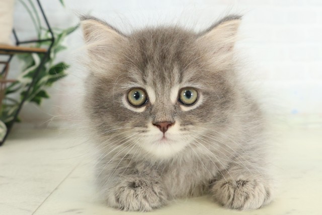 茨城県のサイベリアン (Coo&RIKU水戸店/2026年6月19日生まれ/男の子/ブルースモークタビー)の子猫の1枚目の画像