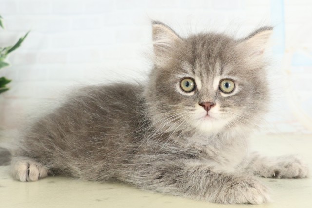 茨城県のサイベリアン (Coo&RIKU水戸店/2026年6月19日生まれ/男の子/ブルースモークタビー)の子猫の2枚目の画像