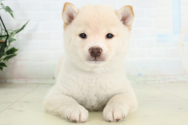 高知県の豆柴 (Coo&RIKU高知御座店/2026年6月20日生まれ/男の子/白)の子犬の1枚目の画像
