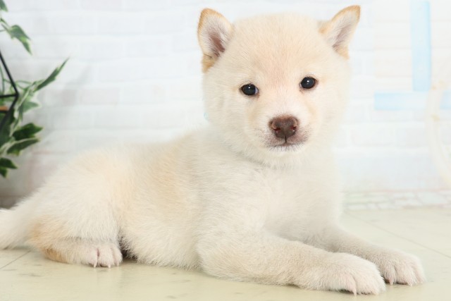 高知県の豆柴 (Coo&RIKU高知御座店/2026年6月20日生まれ/男の子/白)の子犬の2枚目の画像