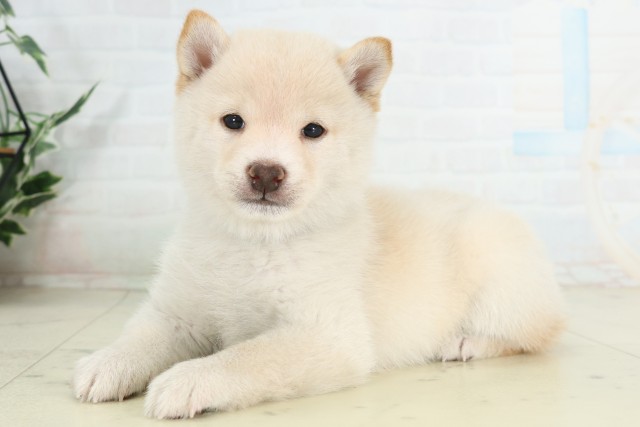 高知県の豆柴 (Coo&RIKU高知御座店/2026年6月20日生まれ/男の子/白)の子犬の3枚目の画像