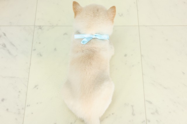 高知県の豆柴 (Coo&RIKU高知御座店/2026年6月20日生まれ/男の子/白)の子犬の4枚目の画像