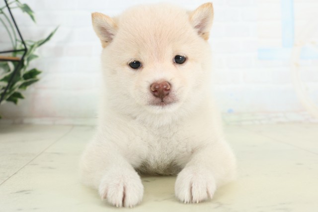 島根県の豆柴 (Coo&RIKU出雲店/2026年6月20日生まれ/女の子/白)の子犬の1枚目の画像