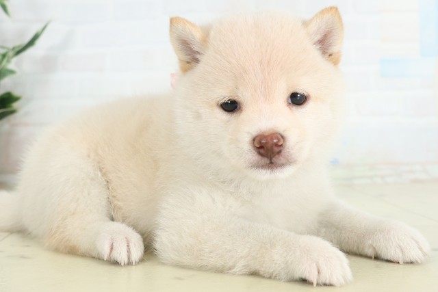 島根県の豆柴 (Coo&RIKU出雲店/2026年6月20日生まれ/女の子/白)の子犬の2枚目の画像