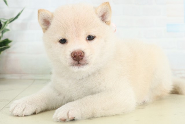 島根県の豆柴 (Coo&RIKU出雲店/2026年6月20日生まれ/女の子/白)の子犬の3枚目の画像