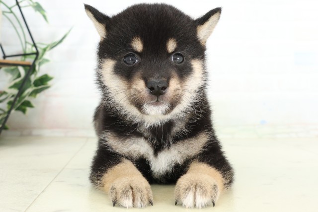 広島県の豆柴 (Coo&RIKU東広島店/2026年6月21日生まれ/男の子/黒)の子犬の1枚目の画像