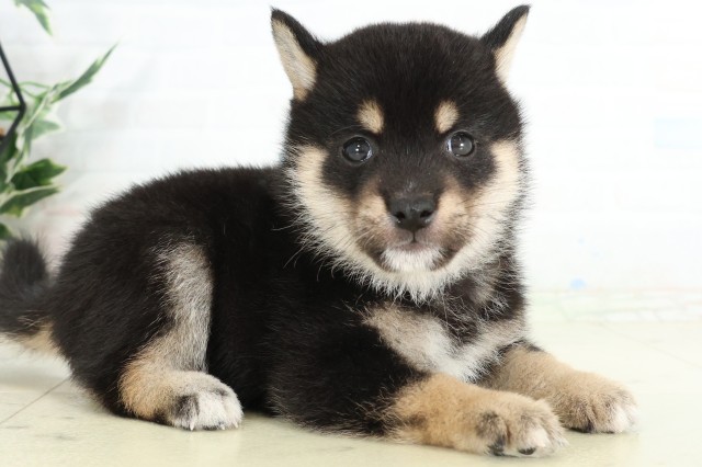 広島県の豆柴 (Coo&RIKU東広島店/2026年6月21日生まれ/男の子/黒)の子犬の2枚目の画像