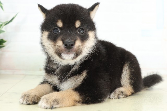 広島県の豆柴 (Coo&RIKU東広島店/2026年6月21日生まれ/男の子/黒)の子犬の3枚目の画像