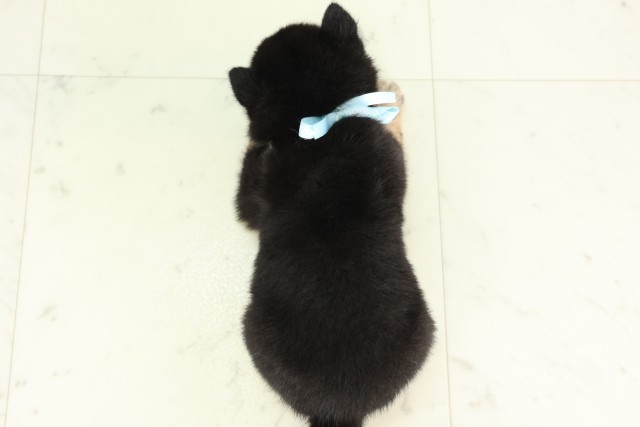 広島県の豆柴 (Coo&RIKU東広島店/2026年6月21日生まれ/男の子/黒)の子犬の4枚目の画像