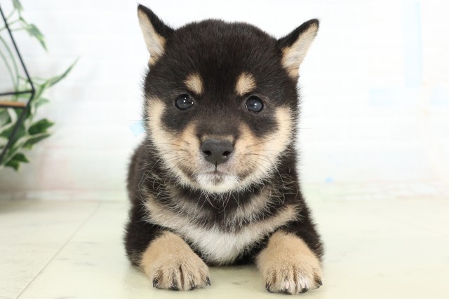 岡山県の豆柴 (Coo&RIKU岡山店/2026年6月21日生まれ/男の子/黒)の子犬の1枚目の画像