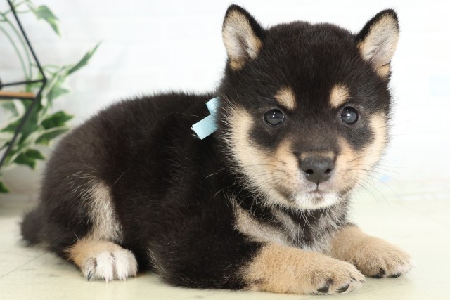 岡山県の豆柴 (Coo&RIKU岡山店/2026年6月21日生まれ/男の子/黒)の子犬の2枚目の画像