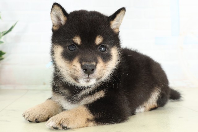 岡山県の豆柴 (Coo&RIKU岡山店/2026年6月21日生まれ/男の子/黒)の子犬の3枚目の画像