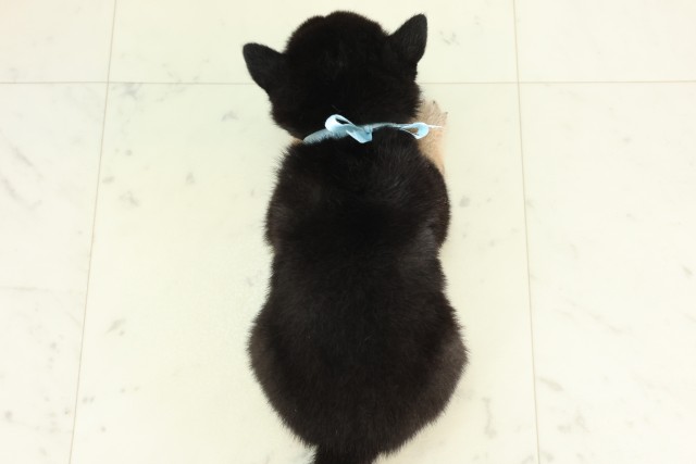 岡山県の豆柴 (Coo&RIKU岡山店/2026年6月21日生まれ/男の子/黒)の子犬の4枚目の画像