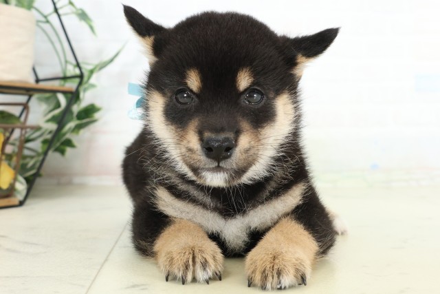 山口県の豆柴 (Coo&RIKUシーモール下関店/2026年6月21日生まれ/男の子/黒)の子犬の1枚目の画像