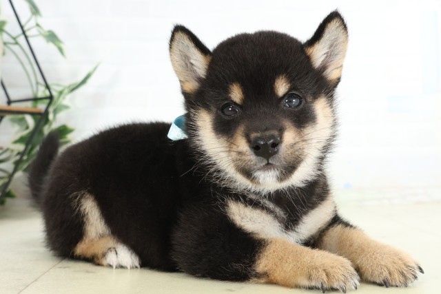 山口県の豆柴 (Coo&RIKUシーモール下関店/2026年6月21日生まれ/男の子/黒)の子犬の2枚目の画像