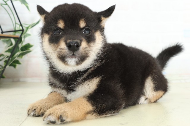 山口県の豆柴 (Coo&RIKUシーモール下関店/2026年6月21日生まれ/男の子/黒)の子犬の3枚目の画像