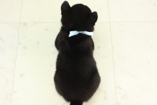 山口県の豆柴 (Coo&RIKUシーモール下関店/2026年6月21日生まれ/男の子/黒)の子犬の4枚目の画像