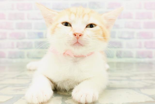 山形県のマンチカン (Coo&RIKU山形店/2026年6月16日生まれ/女の子/レッドタビーホワイト)の子猫の1枚目の画像