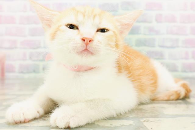 山形県のマンチカン (Coo&RIKU山形店/2026年6月16日生まれ/女の子/レッドタビーホワイト)の子猫の2枚目の画像