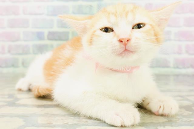 山形県のマンチカン (Coo&RIKU山形店/2026年6月16日生まれ/女の子/レッドタビーホワイト)の子猫の3枚目の画像