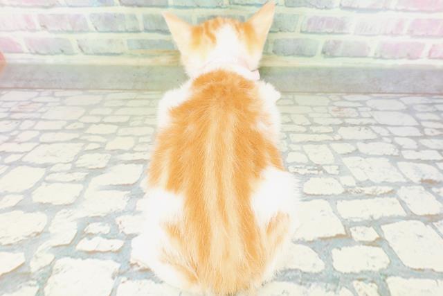 山形県のマンチカン (Coo&RIKU山形店/2026年6月16日生まれ/女の子/レッドタビーホワイト)の子猫の4枚目の画像