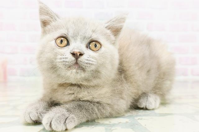 石川県のブリティッシュショートヘアー (Coo&RIKU金沢店/2026年6月8日生まれ/女の子/ブルークリーム)の子猫の2枚目の画像