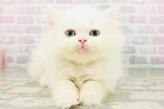 宮城県のエキゾチック (Coo&RIKU仙台太白店/2026年6月3日生まれ/女の子/ホワイト)の子猫の1枚目の画像