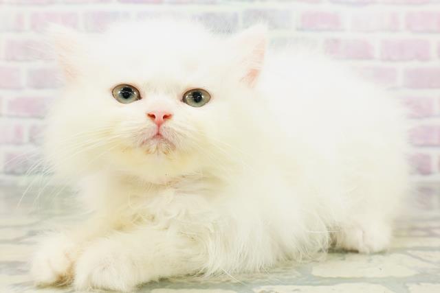 宮城県のエキゾチック (Coo&RIKU仙台太白店/2026年6月3日生まれ/女の子/ホワイト)の子猫の2枚目の画像