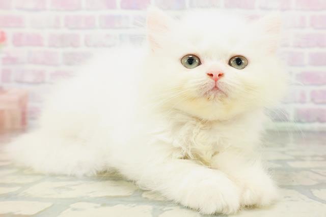 宮城県のエキゾチック (Coo&RIKU仙台太白店/2026年6月3日生まれ/女の子/ホワイト)の子猫の3枚目の画像