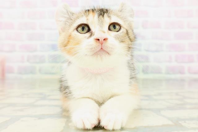 宮城県のアメリカンカール (Coo&RIKU仙台太白店/2026年6月19日生まれ/女の子/キャリコ)の子猫の1枚目の画像