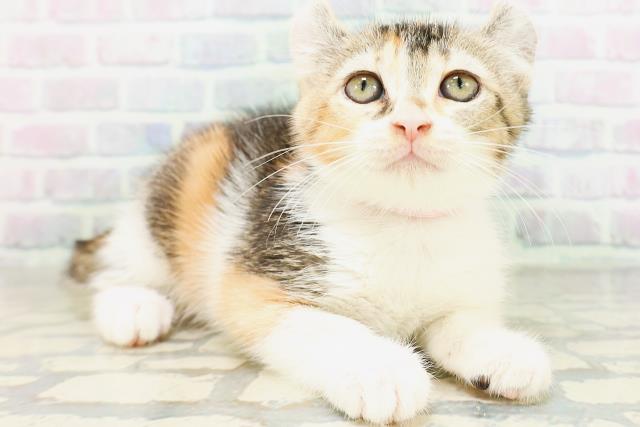 宮城県のアメリカンカール (Coo&RIKU仙台太白店/2026年6月19日生まれ/女の子/キャリコ)の子猫の3枚目の画像