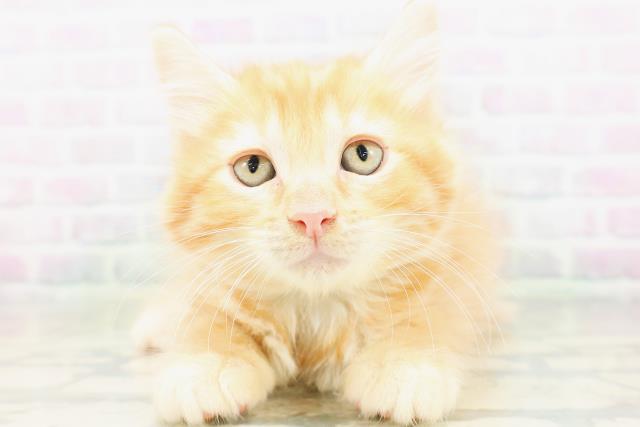 長野県のアメリカンカール (Coo&RIKU長野店/2026年6月19日生まれ/男の子/レッドマッカレルタビー)の子猫の1枚目の画像