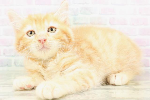 長野県のアメリカンカール (Coo&RIKU長野店/2026年6月19日生まれ/男の子/レッドマッカレルタビー)の子猫の2枚目の画像