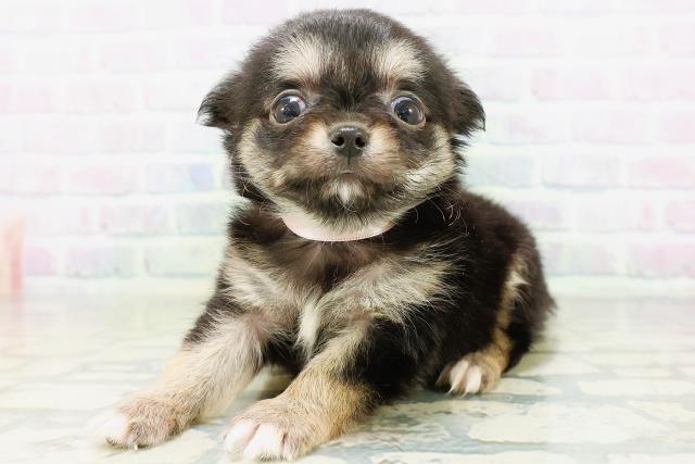 岡山県のチワワ(ロング) (Coo&RIKU岡山店/2026年6月20日生まれ/女の子/ブラックタンホワイト)の子犬の2枚目の画像
