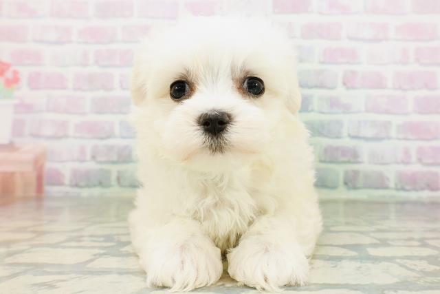 長野県のマルチーズ (Coo&RIKU綿半庄内店/2026年6月20日生まれ/女の子/ホワイト)の子犬の1枚目の画像