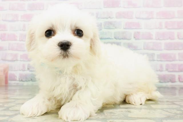 長野県のマルチーズ (Coo&RIKU綿半庄内店/2026年6月20日生まれ/女の子/ホワイト)の子犬の2枚目の画像