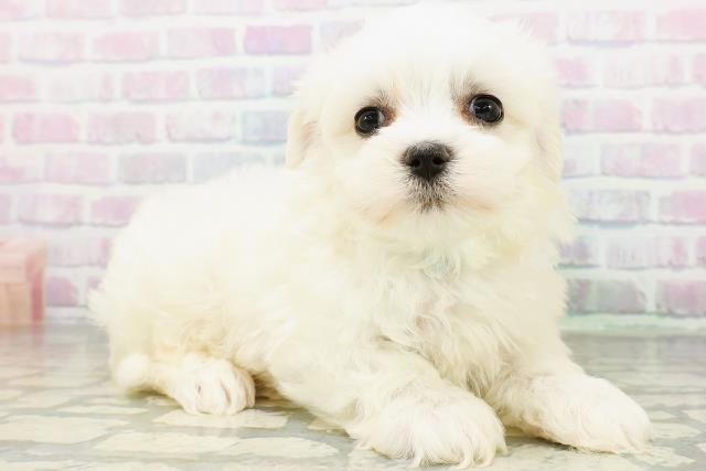 長野県のマルチーズ (Coo&RIKU綿半庄内店/2026年6月20日生まれ/女の子/ホワイト)の子犬の3枚目の画像